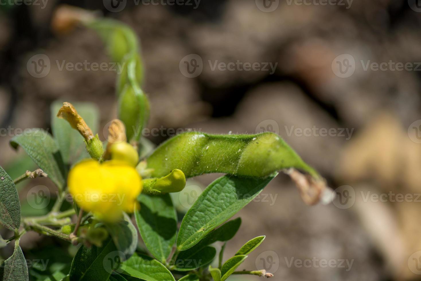 duif erwt gewas in boerderij veld veld foto