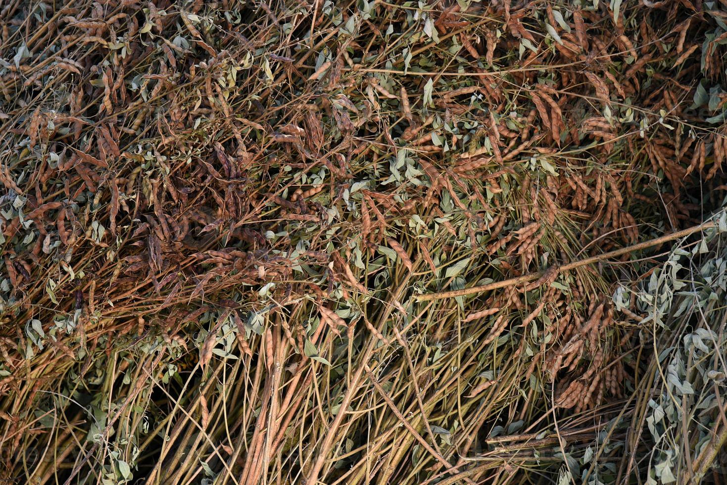 duif erwt gewas in boerderij veld veld foto