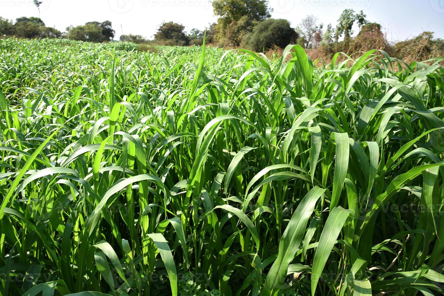 sorghumplanten, jowar groeit op boerderijgebied. foto