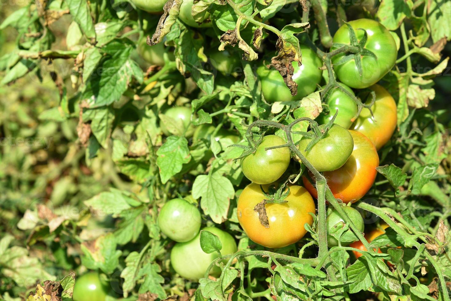 verse tomatenplant in biologische boerderij foto