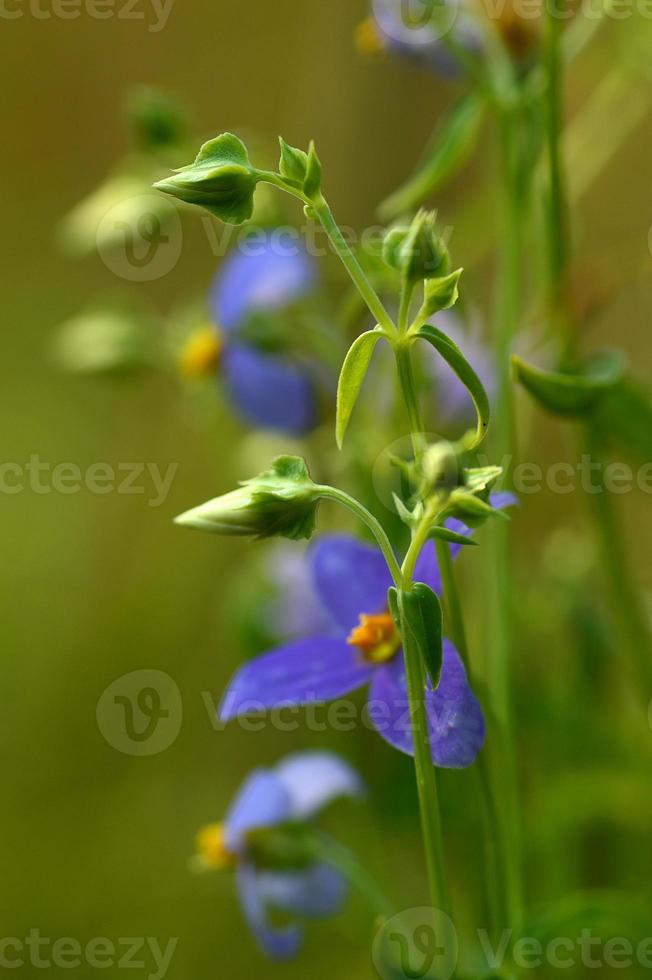 paars violette bloemen met gras op onscherpe groene achtergrond foto