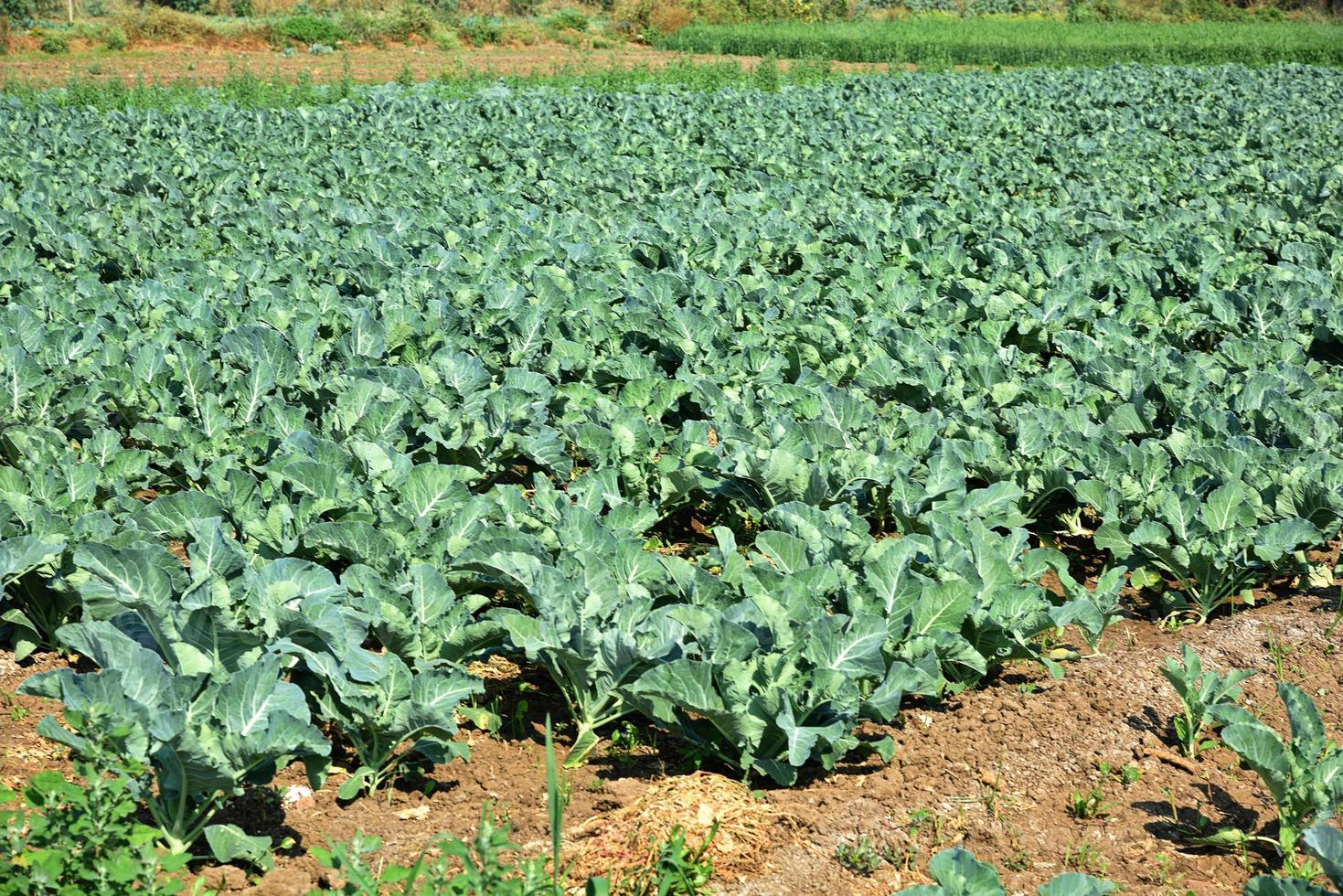 koolveld of boerderij, groene kolen op het gebied van landbouw foto