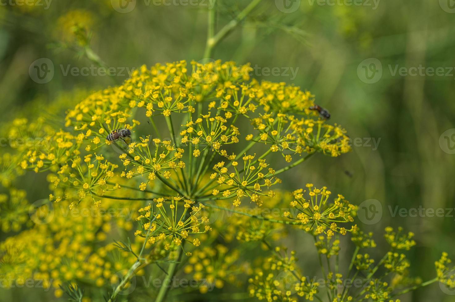 bloem van groene dille anethum graveolens groeien op landbouwgebied. foto