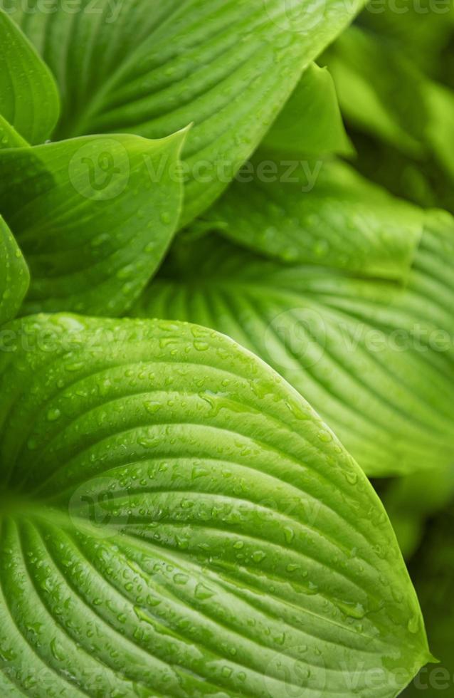 groene bladeren met waterdruppels van regen foto