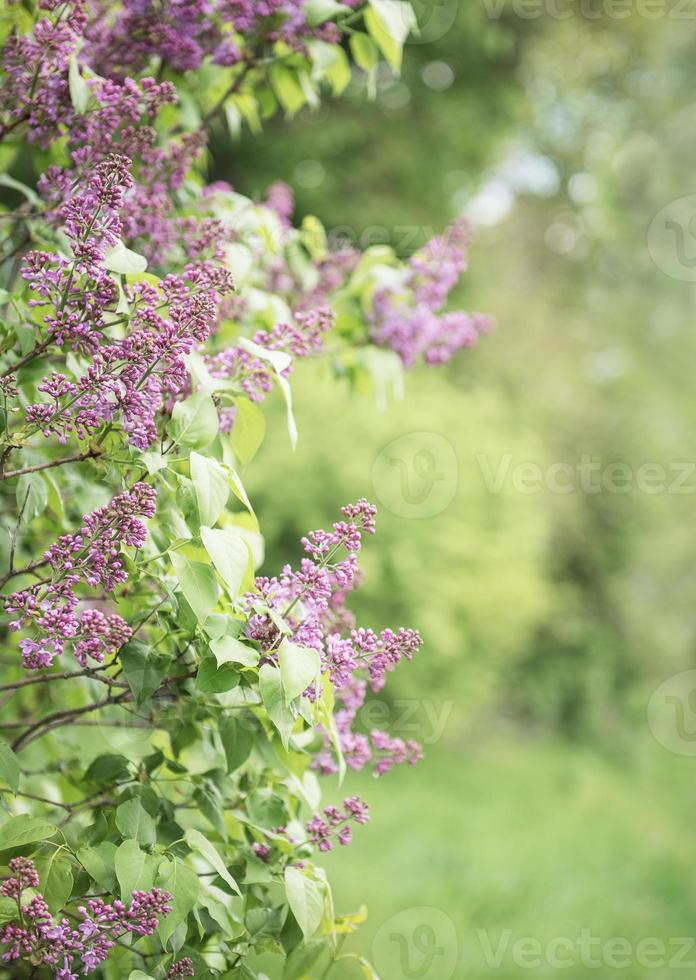 seringenstruiken voor een groene tuin foto