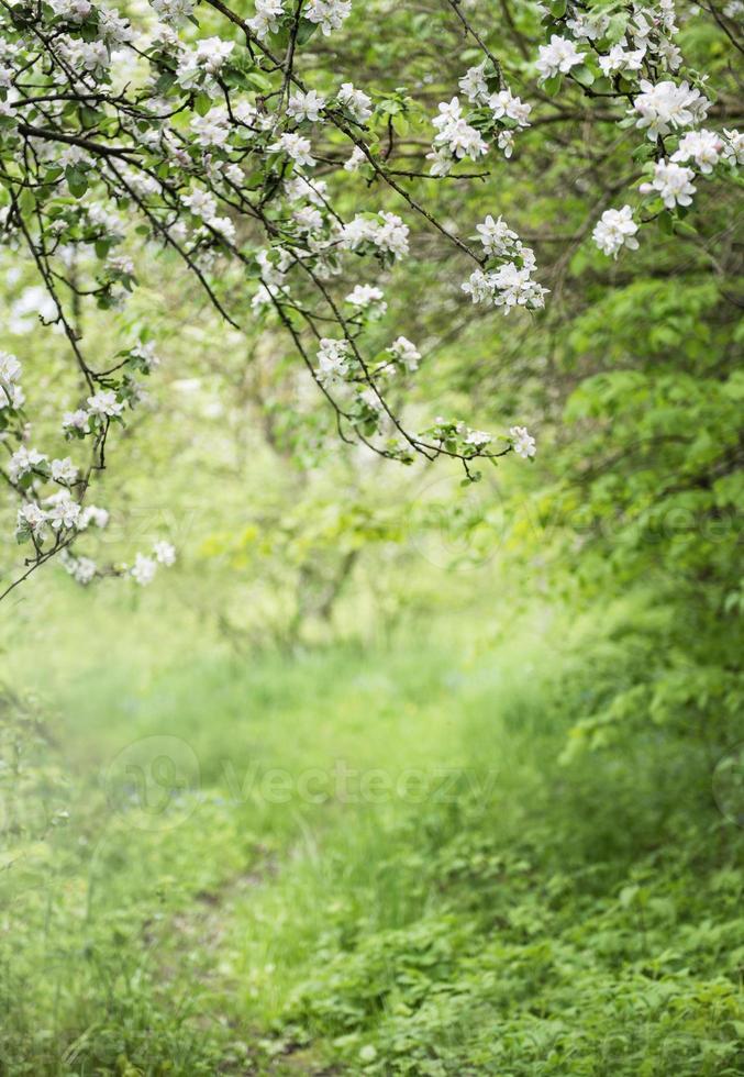 pad in de tuin tussen bloeiende bomen foto
