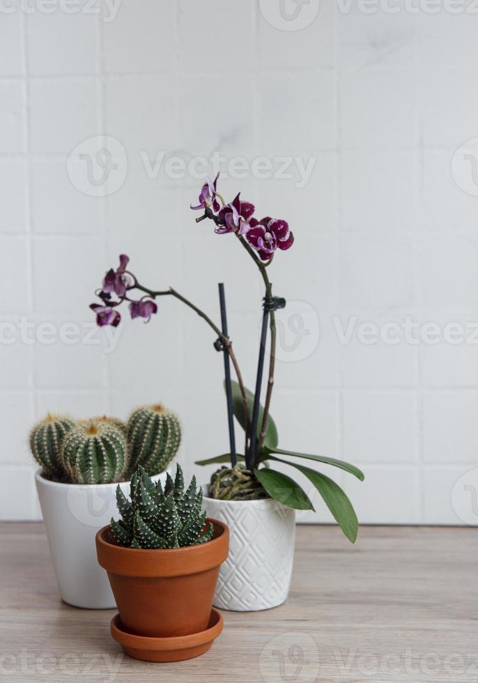 cactus, orchideebloemen en vetplant in potten op tafel foto