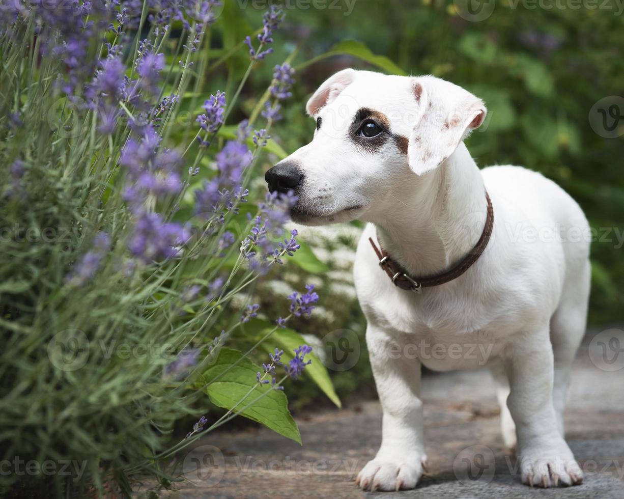 witte jack russel terrier hond foto