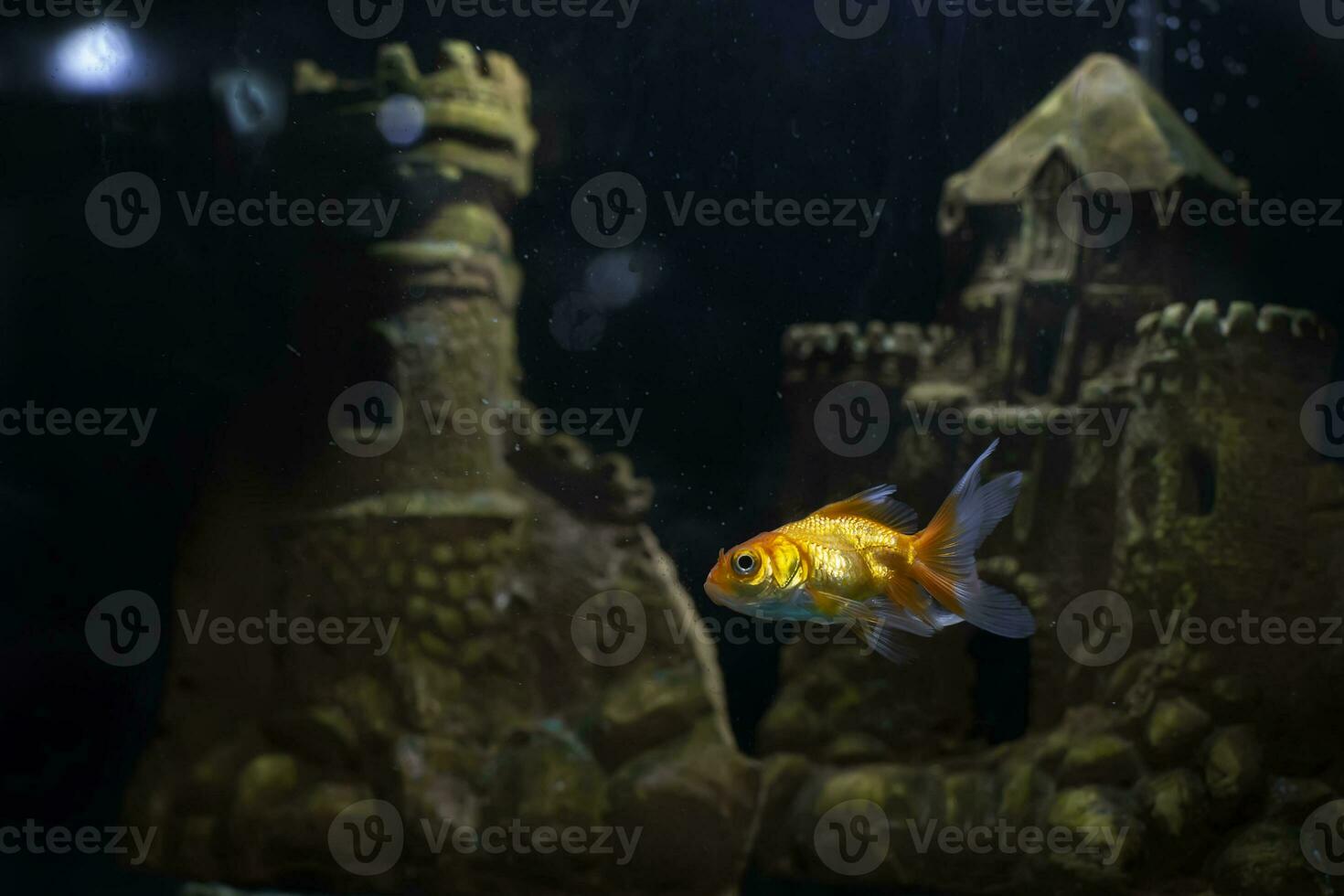 een geel gouden vis zwemt in een donker aquarium tussen de landschap in de het formulier van een oud kasteel. foto