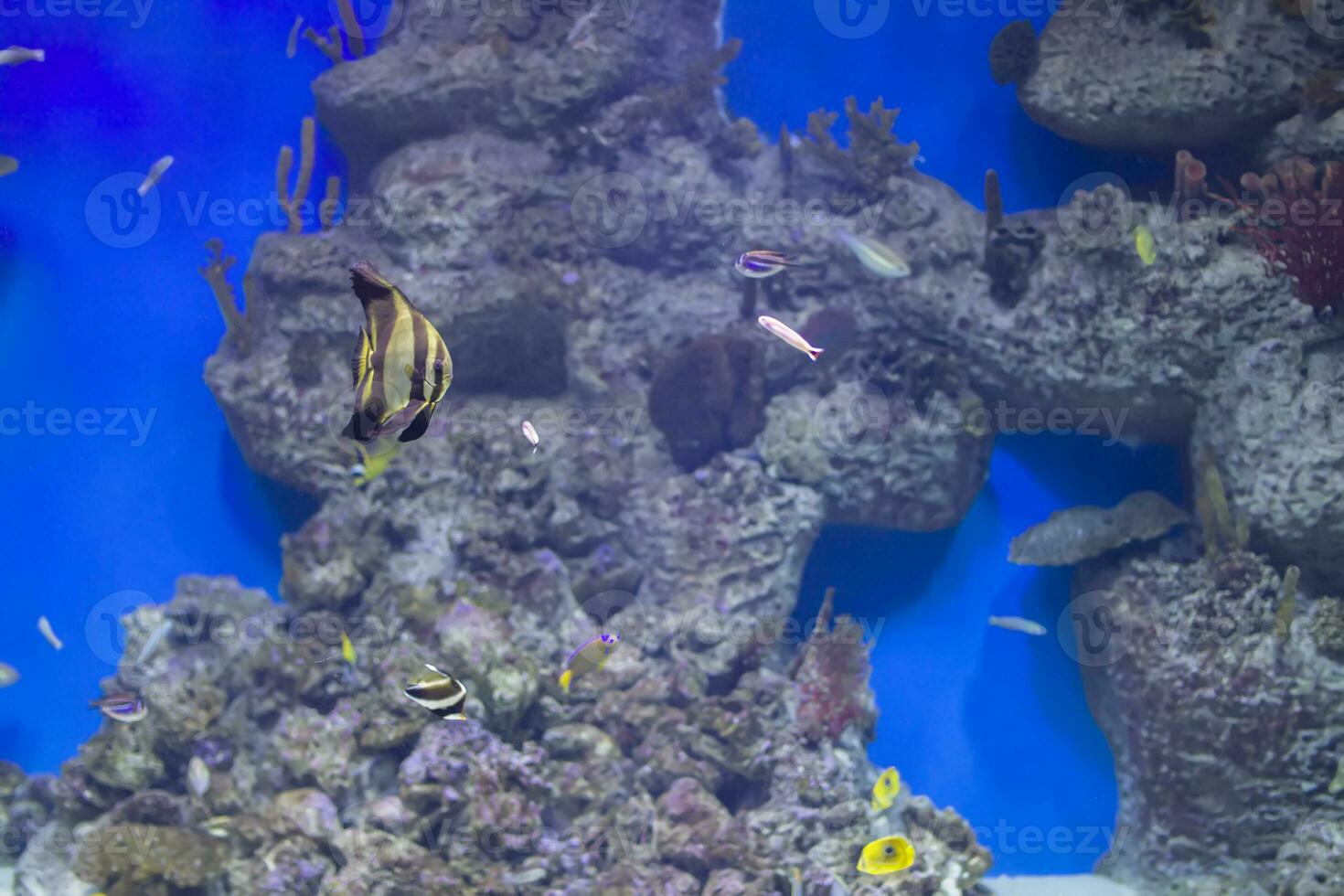 kleurrijk tropisch exotisch vis Aan de achtergrond van de rif foto
