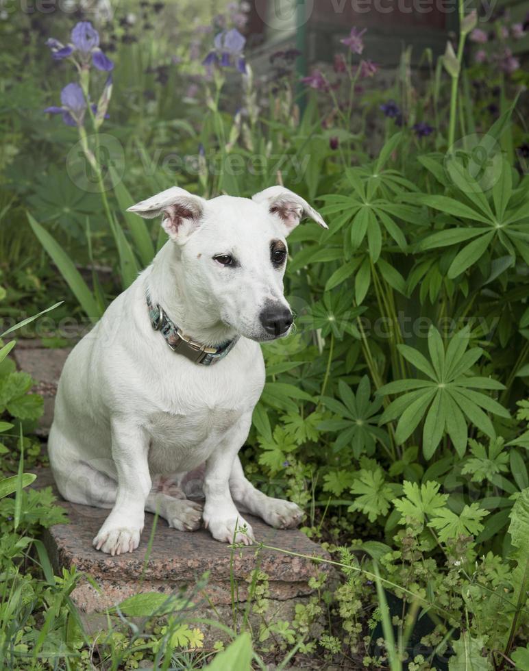 jack russell terriër puppy foto