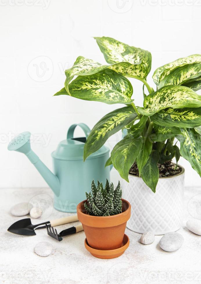 een kamerplanten in bloempotten en groene gieter foto