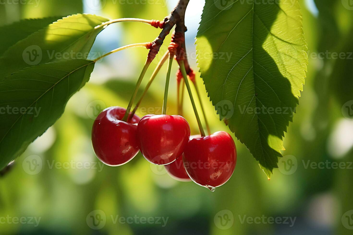 rood kersen Aan de boom met selectief focus foto