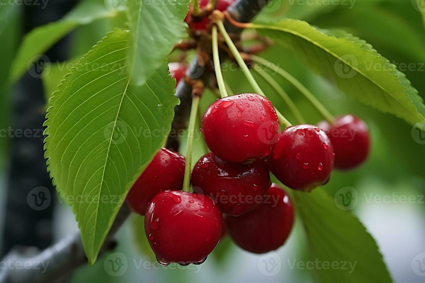 rood kersen Aan de boom met selectief focus foto