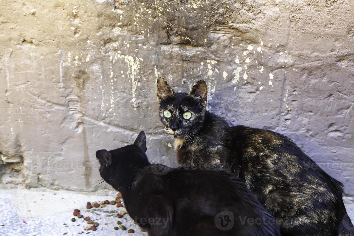 zwerfkatten die op straat eten foto