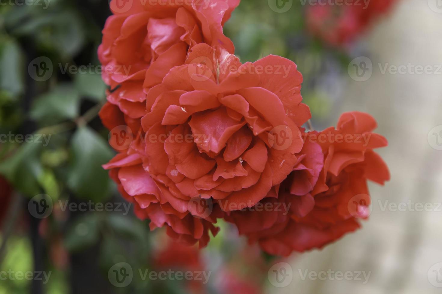 natuurlijke rode geraniums foto