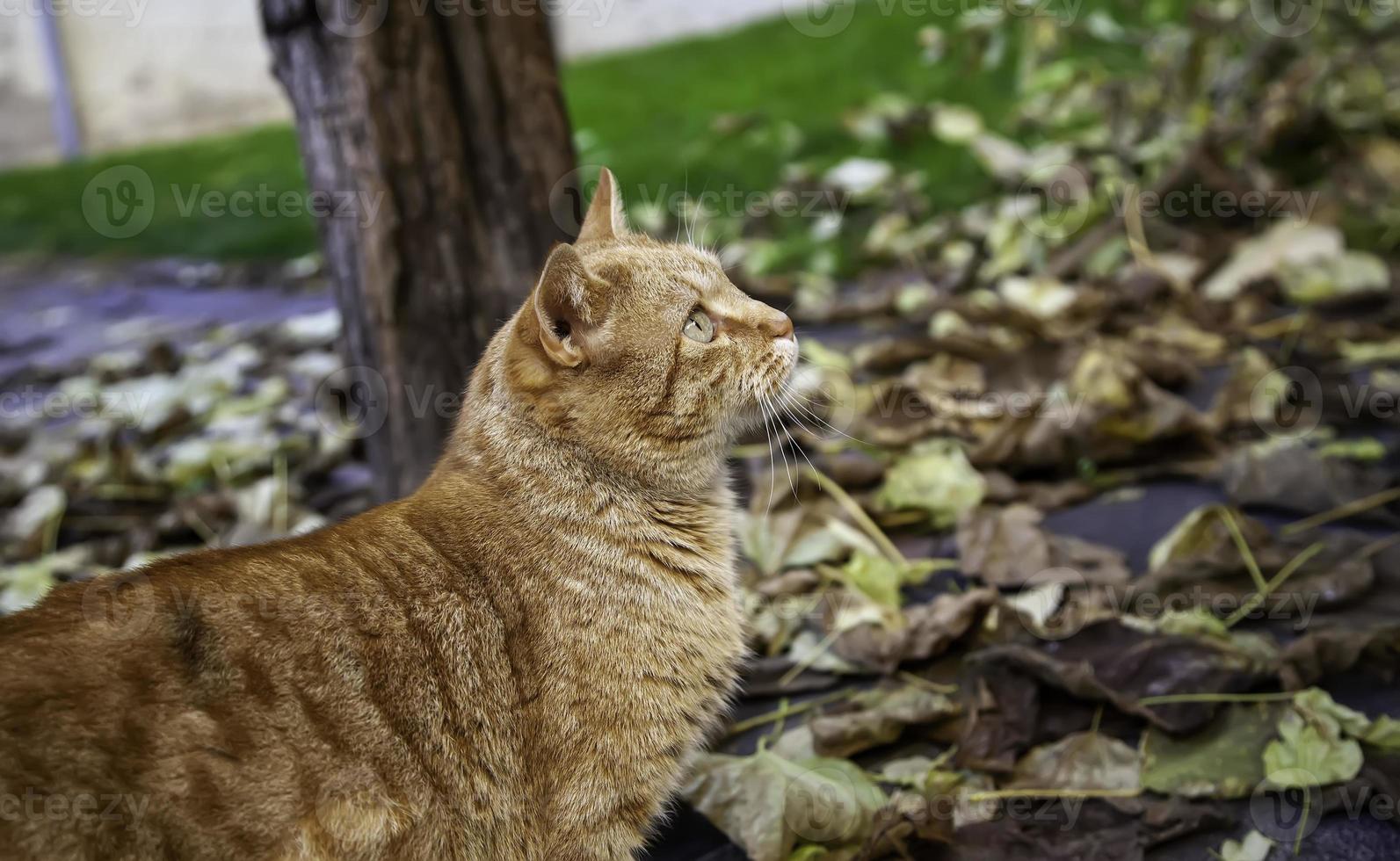 oranje kat ruststraat foto