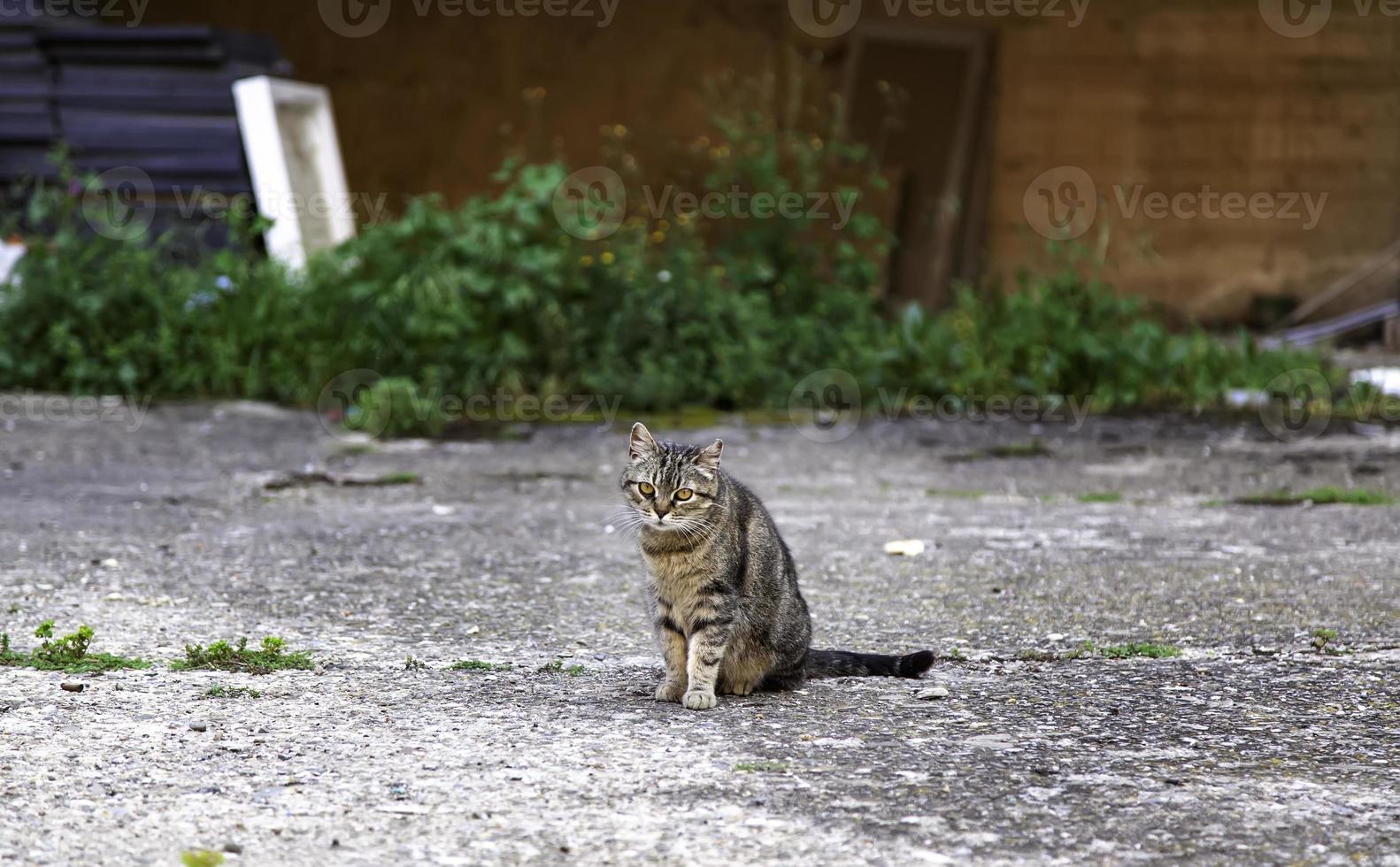 verdwaalde grijze kat foto