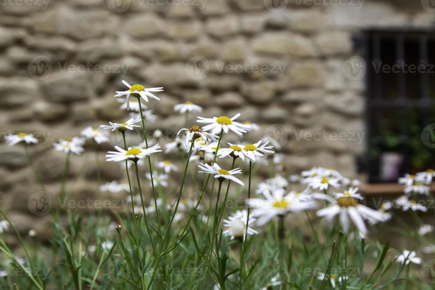 madeliefjes in een veld foto