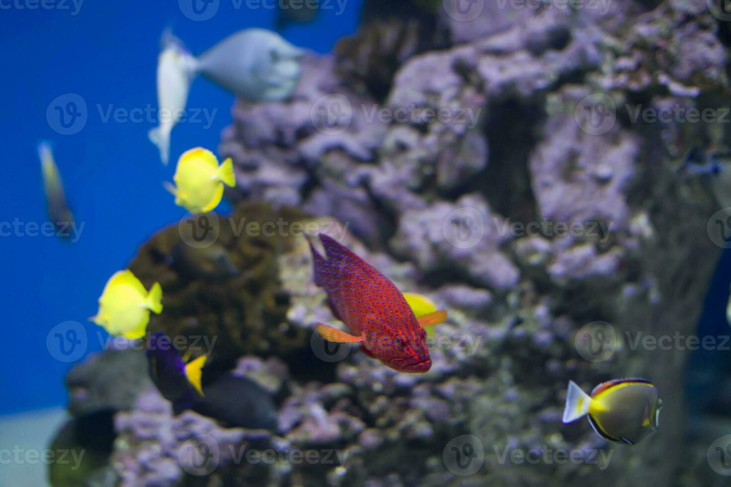 kleurrijk tropisch exotisch vis foto