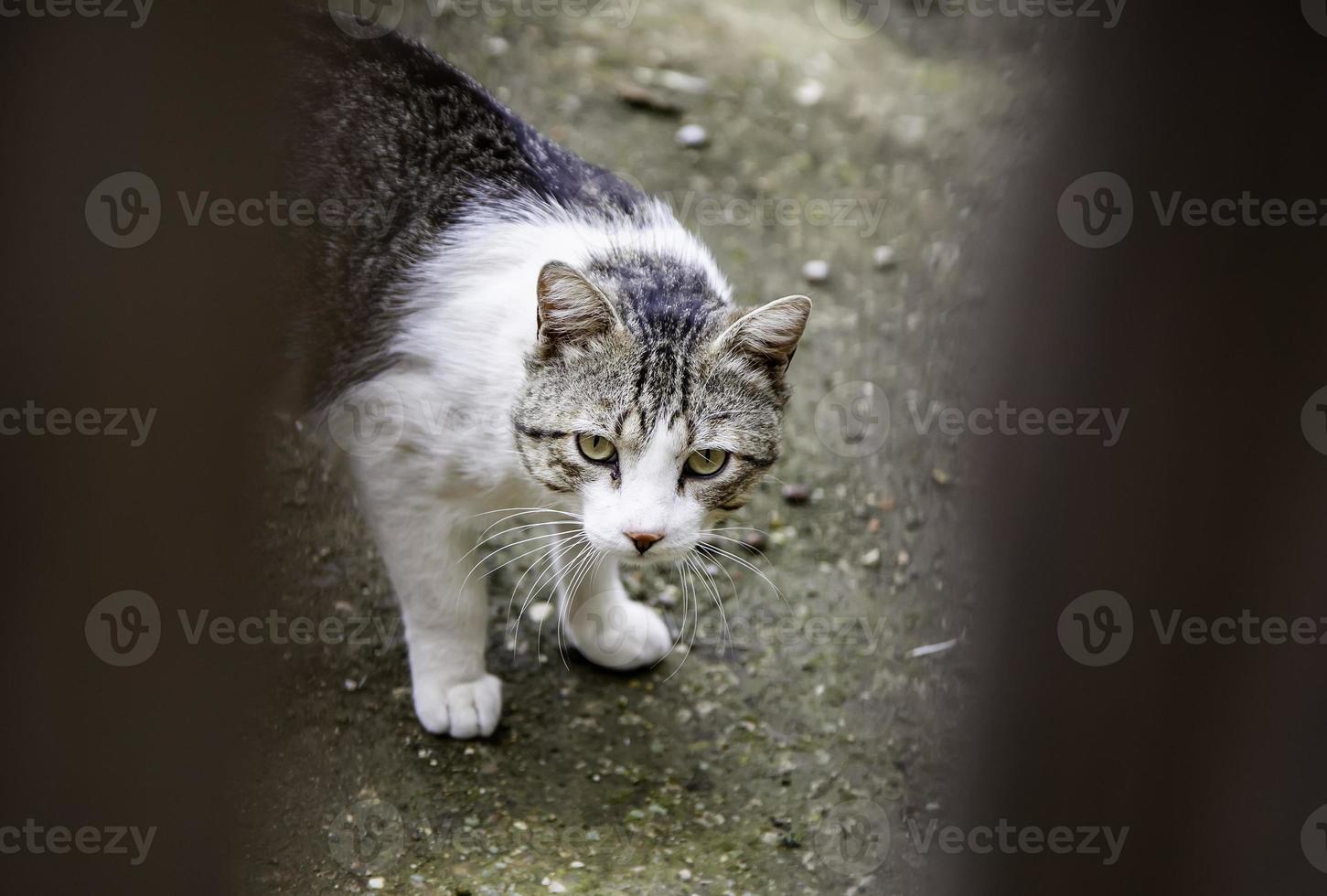 kat achter houten deur foto