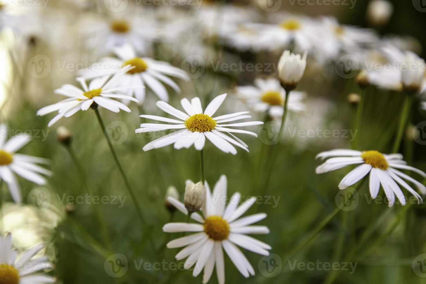 wilde madeliefjes in het veld foto