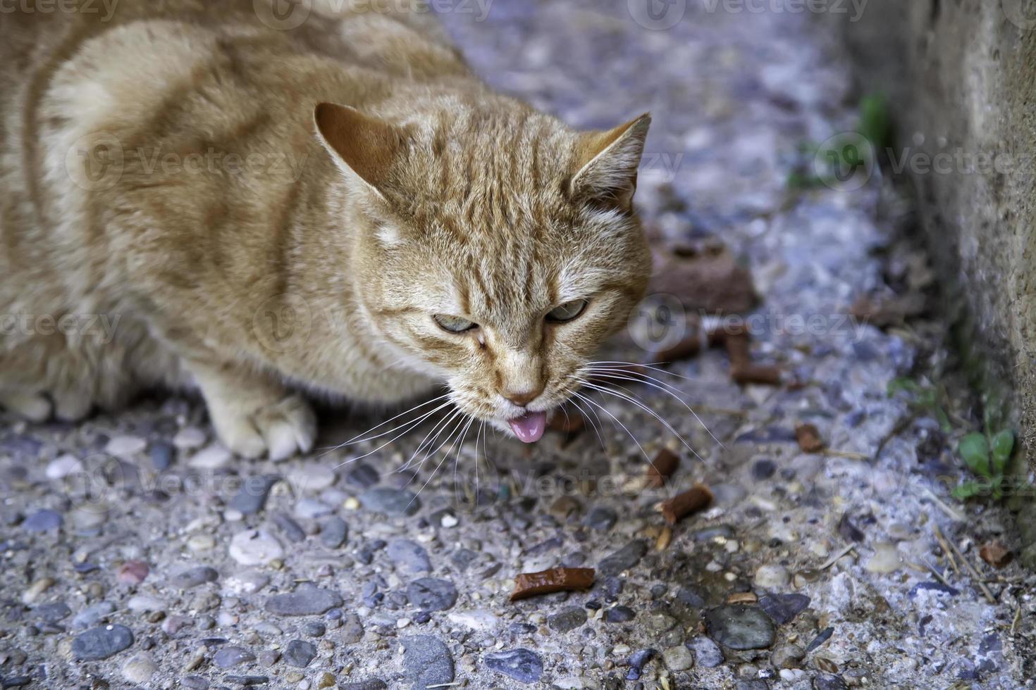 zwerfkatten die op straat eten foto