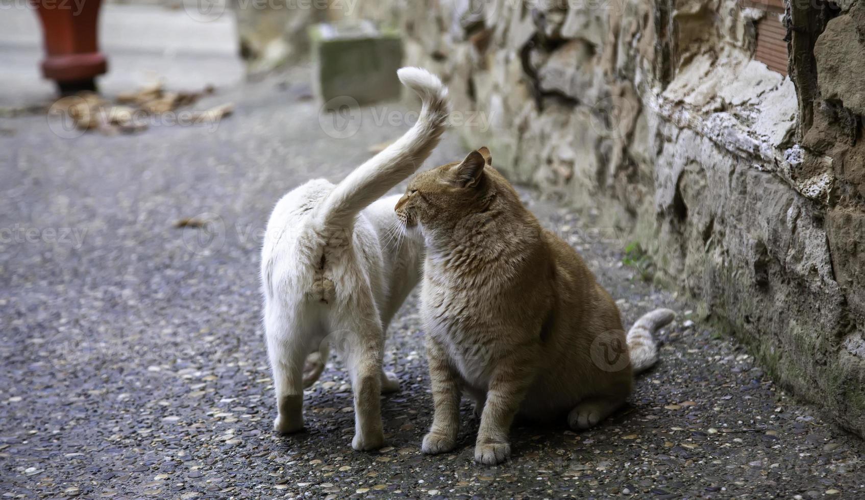 twee zwerfkatten op een straat in de stad foto