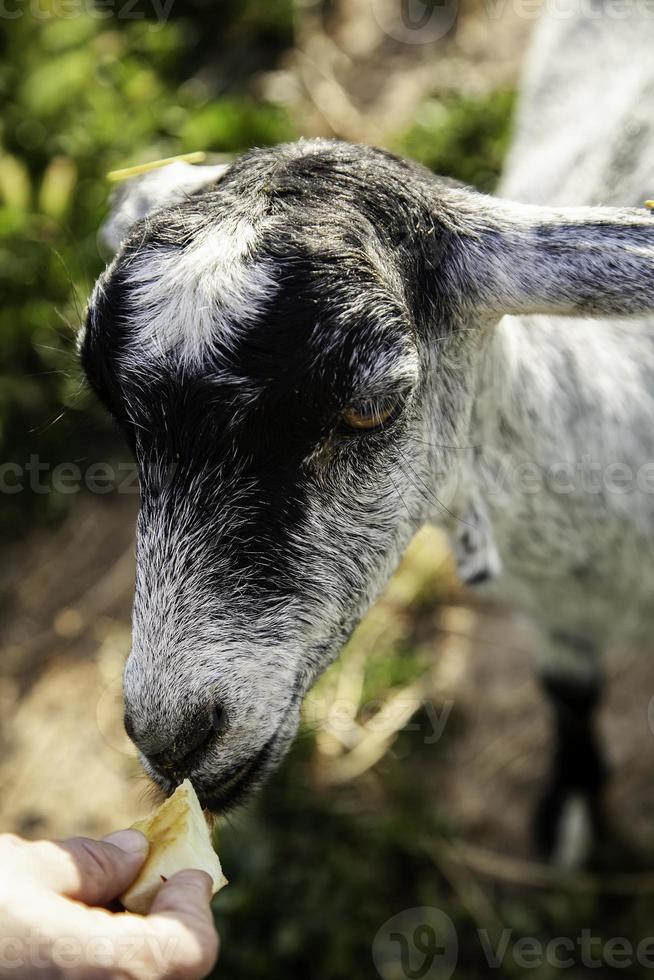 schapen in pen foto