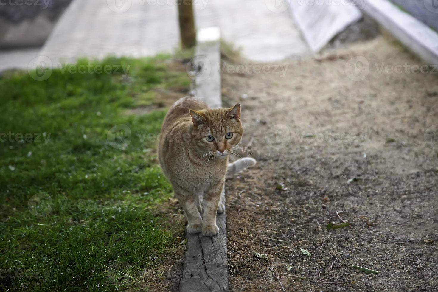 oranje gestreepte straatkat foto