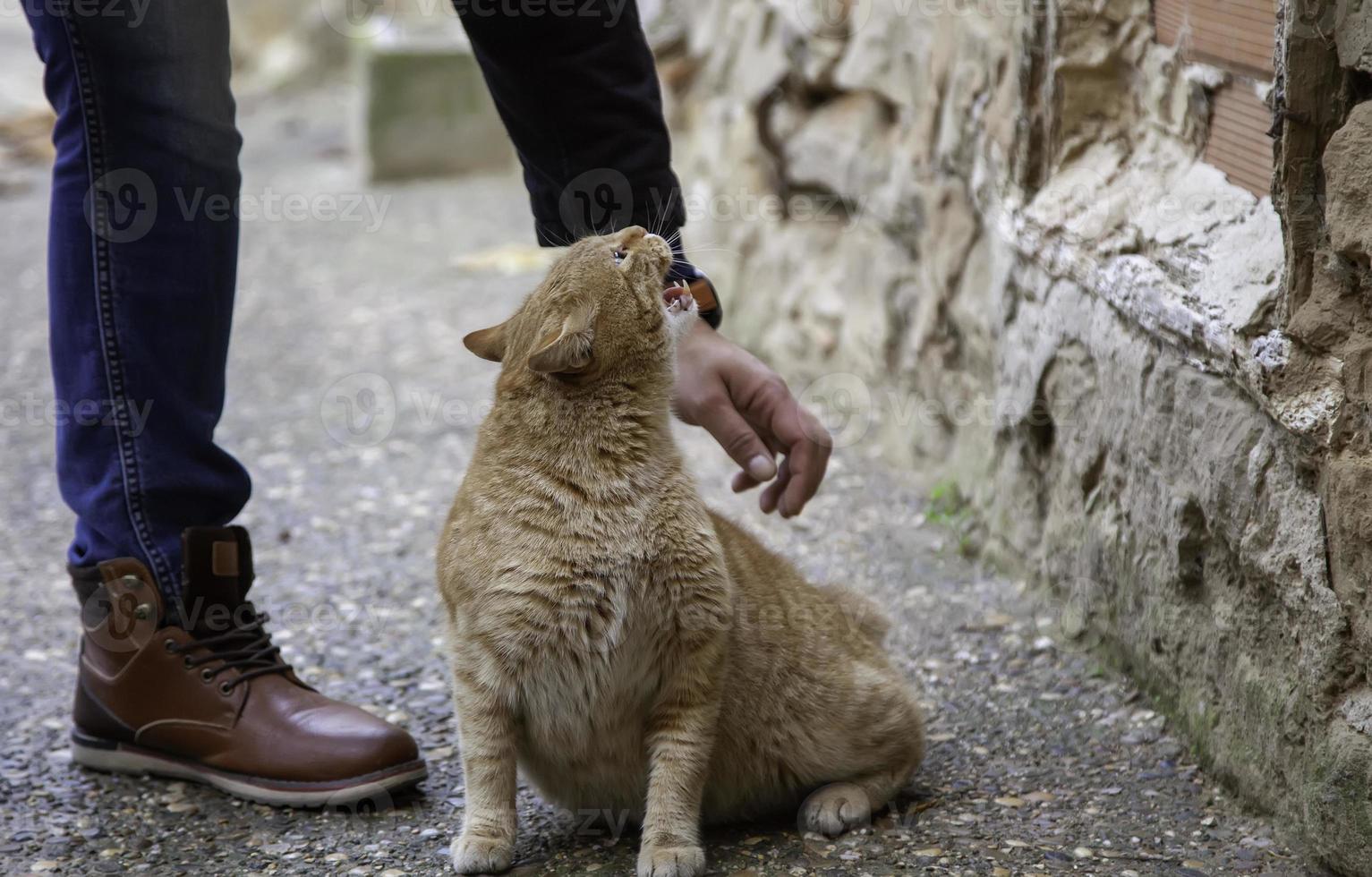 boze gestreepte kat foto