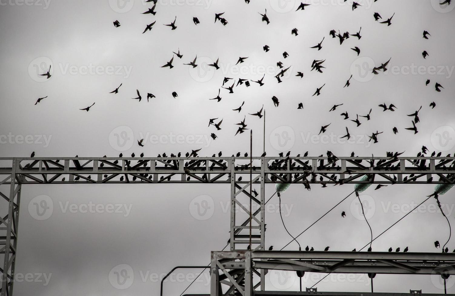 vogels in elektrische toren foto