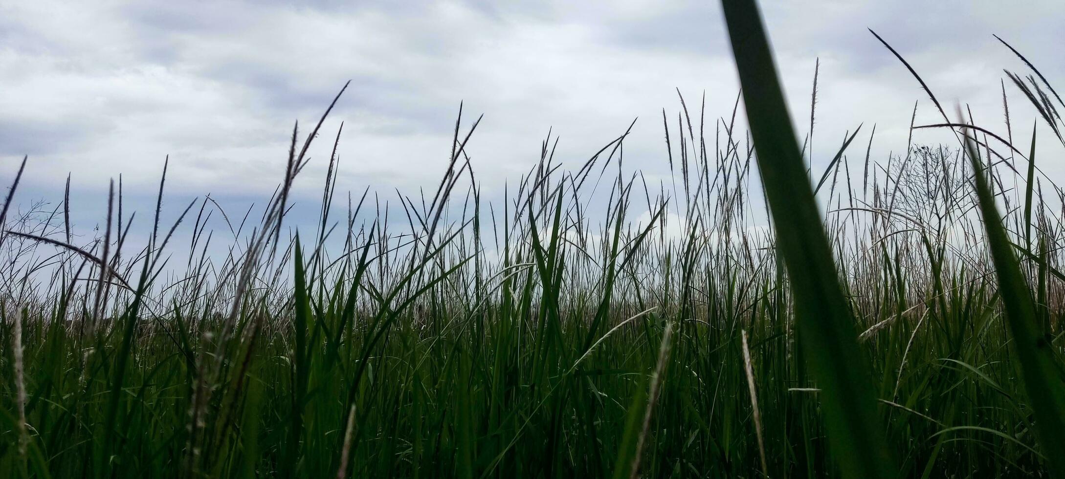 foto van gras en bewolkt lucht