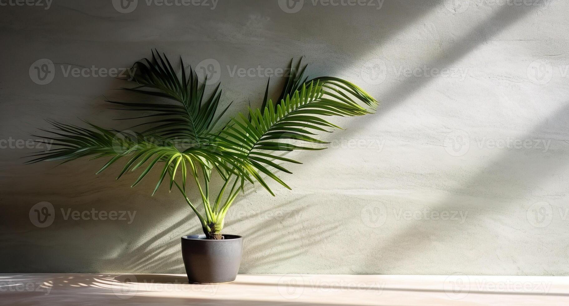 grijs cement muur en vloer, palm boom in vaas in een zonlicht, schaduw, zonnestralen effect van venster, voor luxe interieur ontwerp decoratie, Product Scherm achtergrond. ai generatief foto