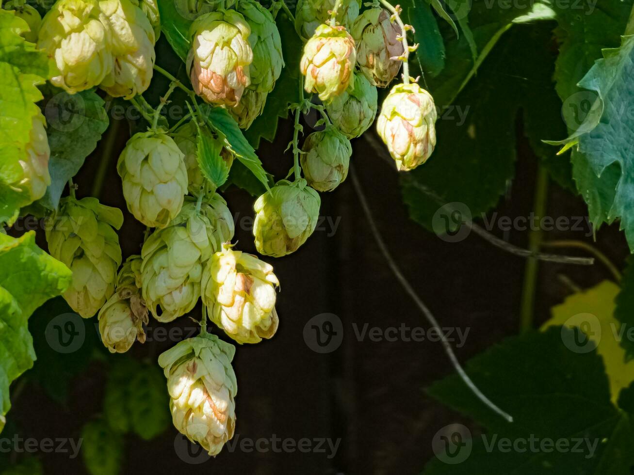 rijpen in herfst van vers groen hop kegels Aan een Afdeling. gebruikt voor maken bier, brood, in geneesmiddel, farmacologie, detailopname foto