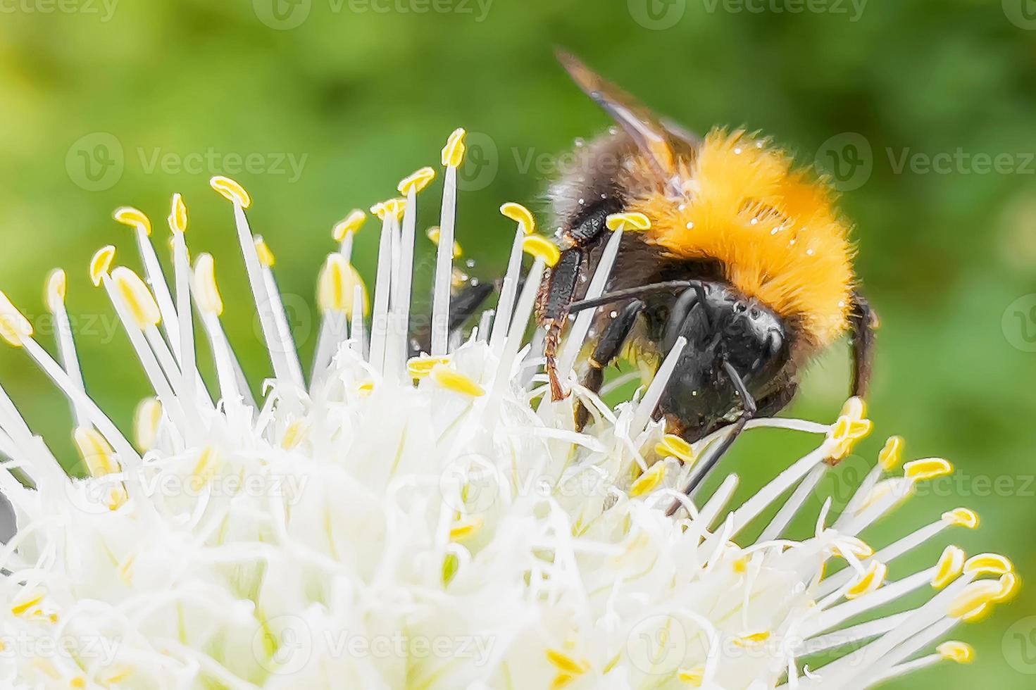 een enkele hommel die een wilde bloem bestuift foto