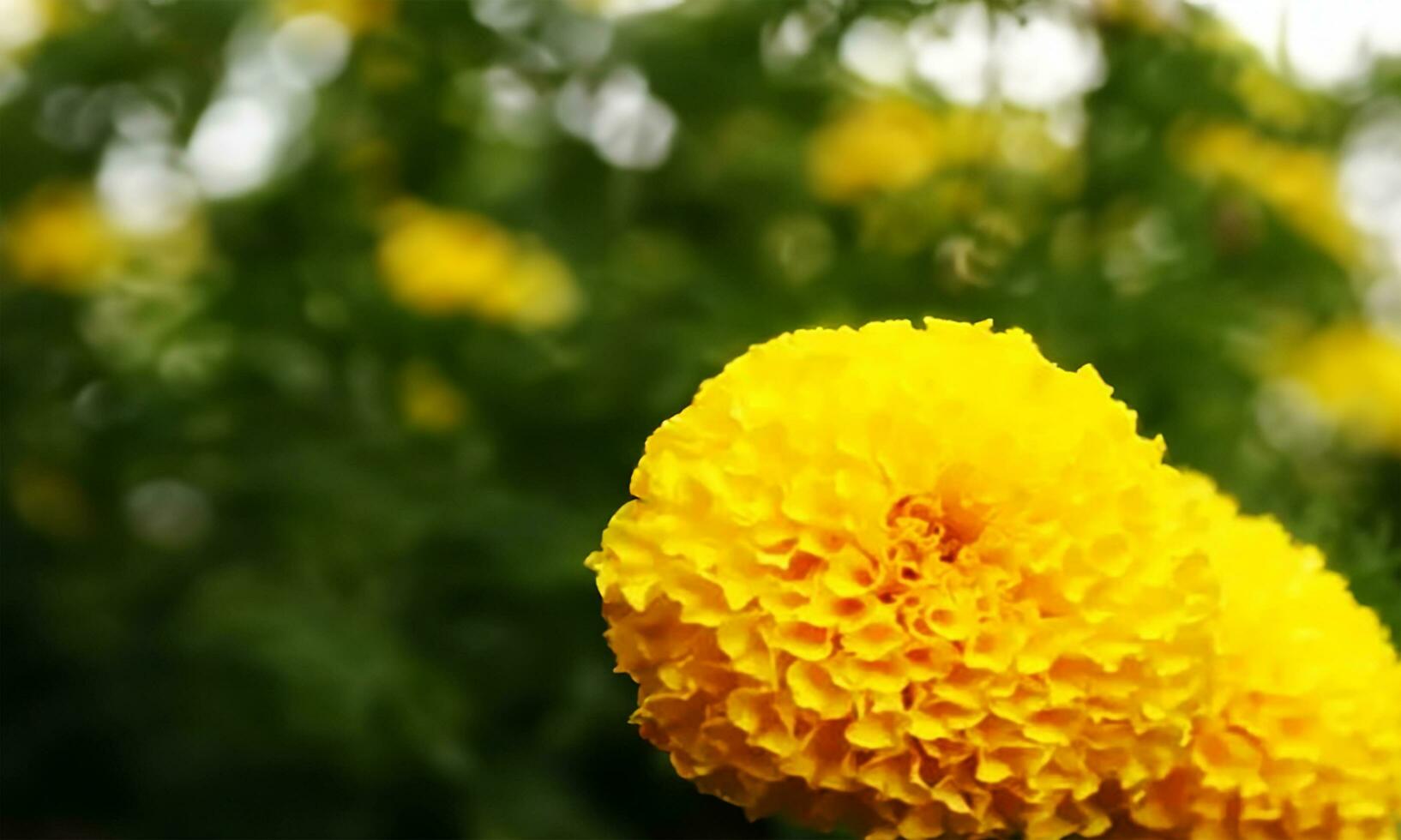 detailopname visie van geel goudsbloem in de tuin foto