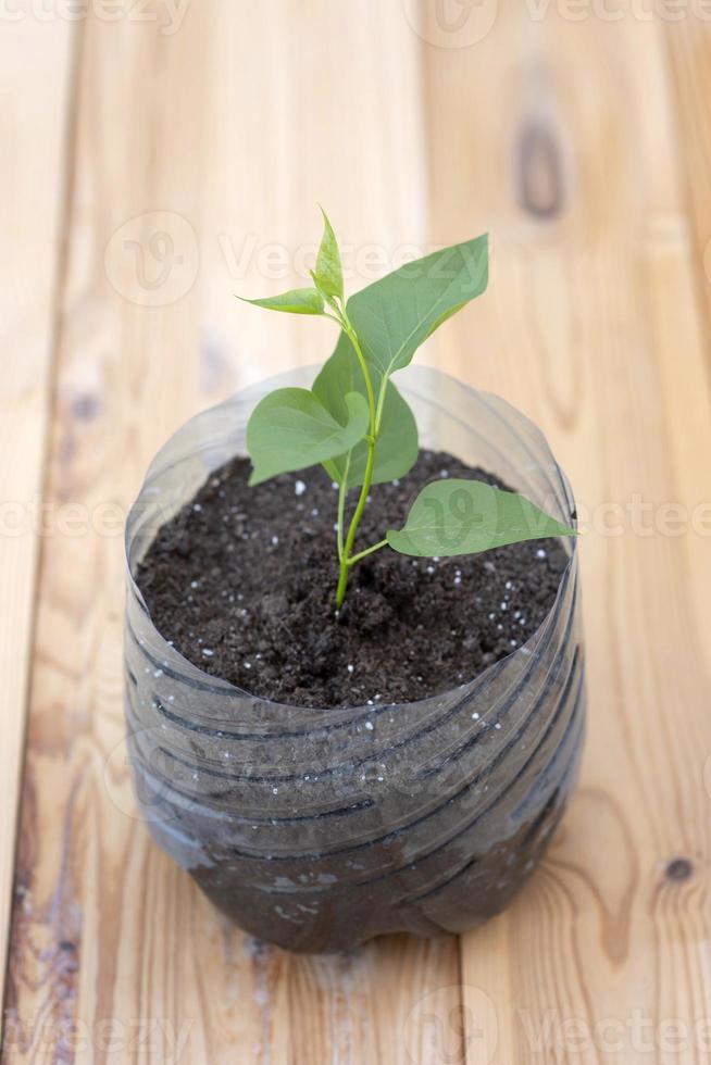 een plant in een plastic pot foto