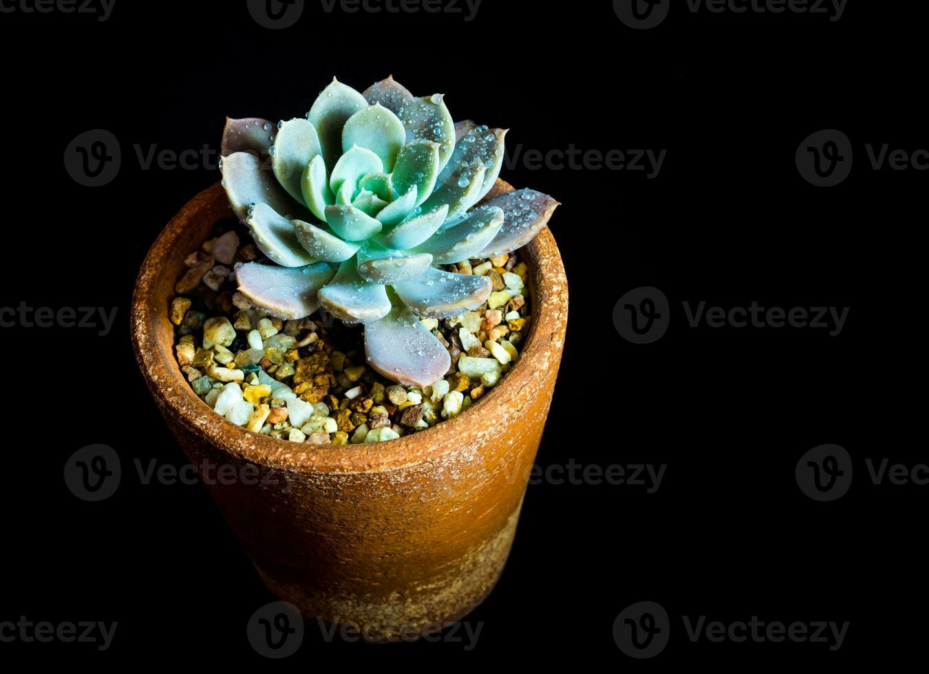 vetplant close-up echeveria orion in de aarden pot foto