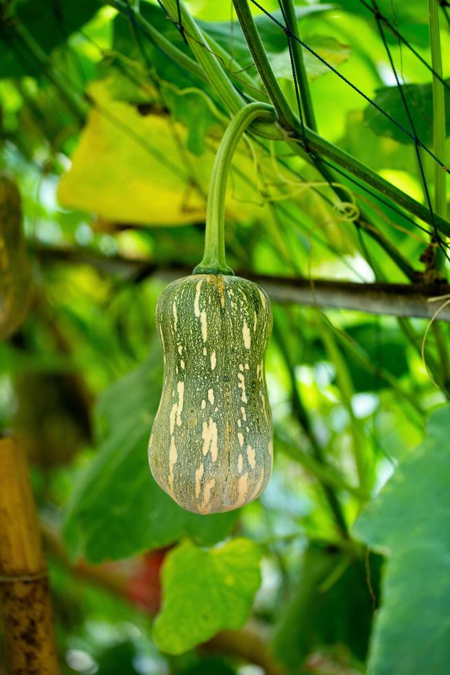 pompoenen die aan het bamboehek in de tuin hangen foto