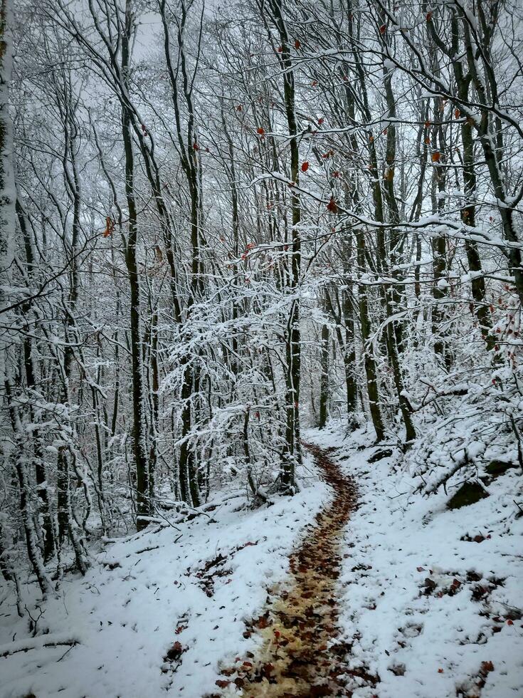 manier door een nevelig sneeuw gedekt Woud foto