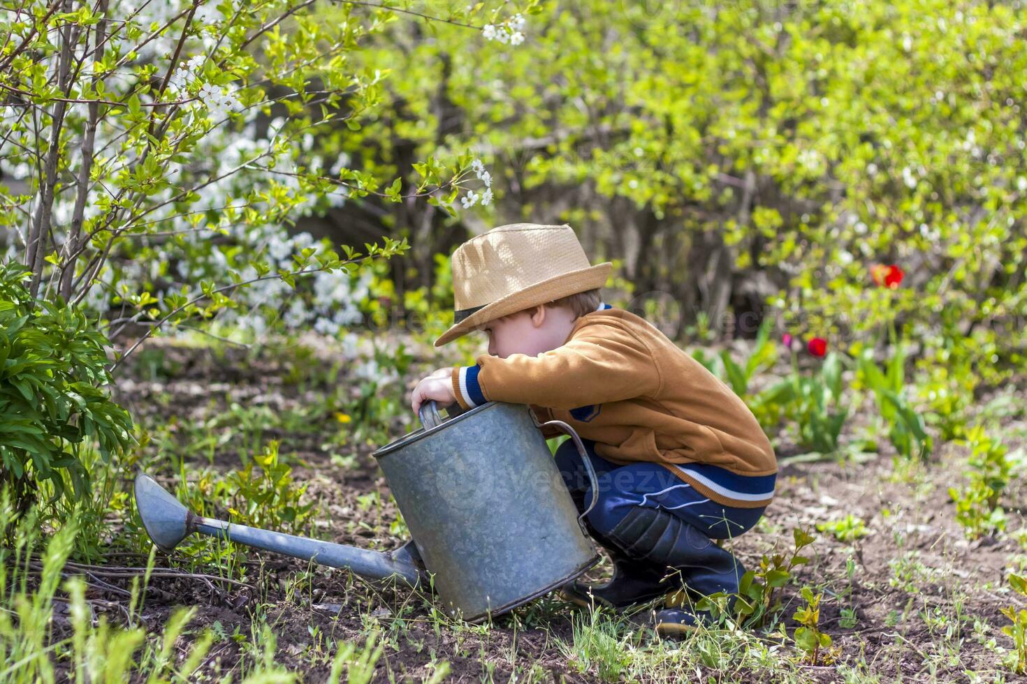 schattig weinig kleuter jongen in een hoed en rubber laarzen is gieter planten met een gieter kan in de tuin. een charmant weinig kind helpen zijn ouders toenemen groenten. foto