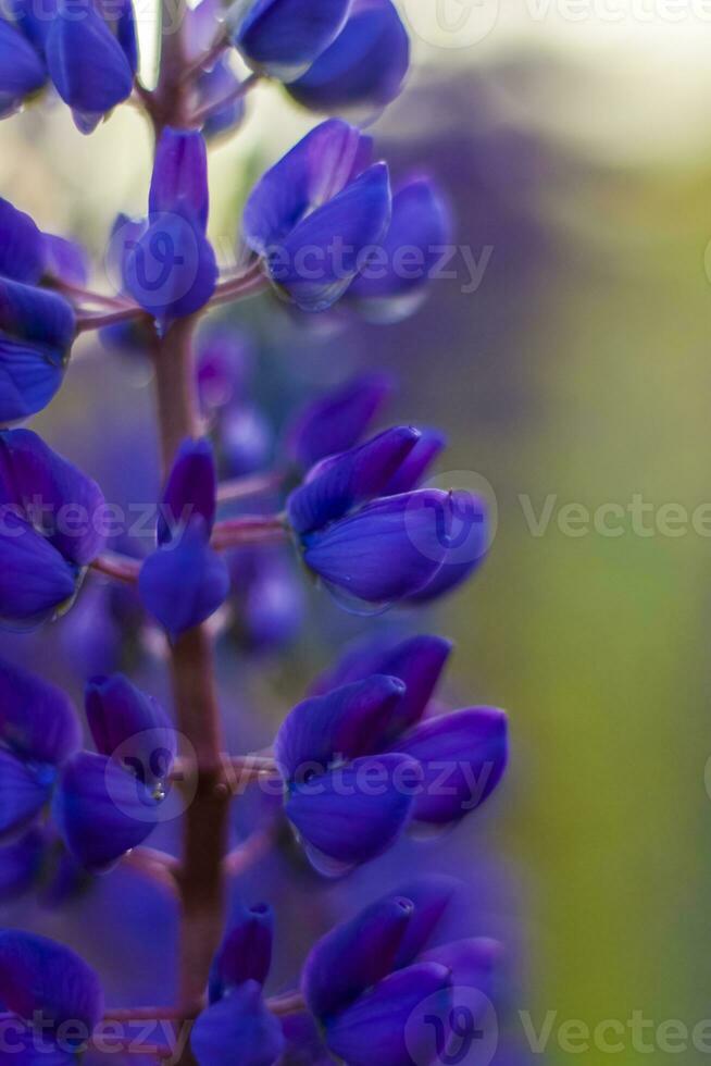 Purper wild lupine lupinus polyphyllus bloei in een weide. bloem detailopname. macro fotografie. foto