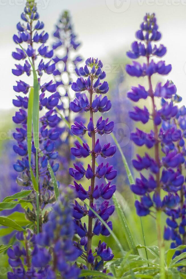 Purper wild lupine lupinus polyphyllus bloei in een weide. een veld- met wild Purper bloemen. foto