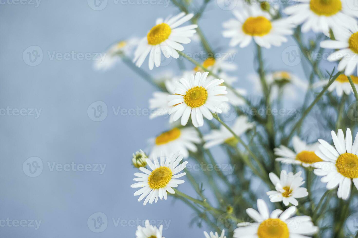 mooi veld- madeliefjes. een boeket van bloemen. achtergronden voor presentaties en grafisch ontwerp. foto