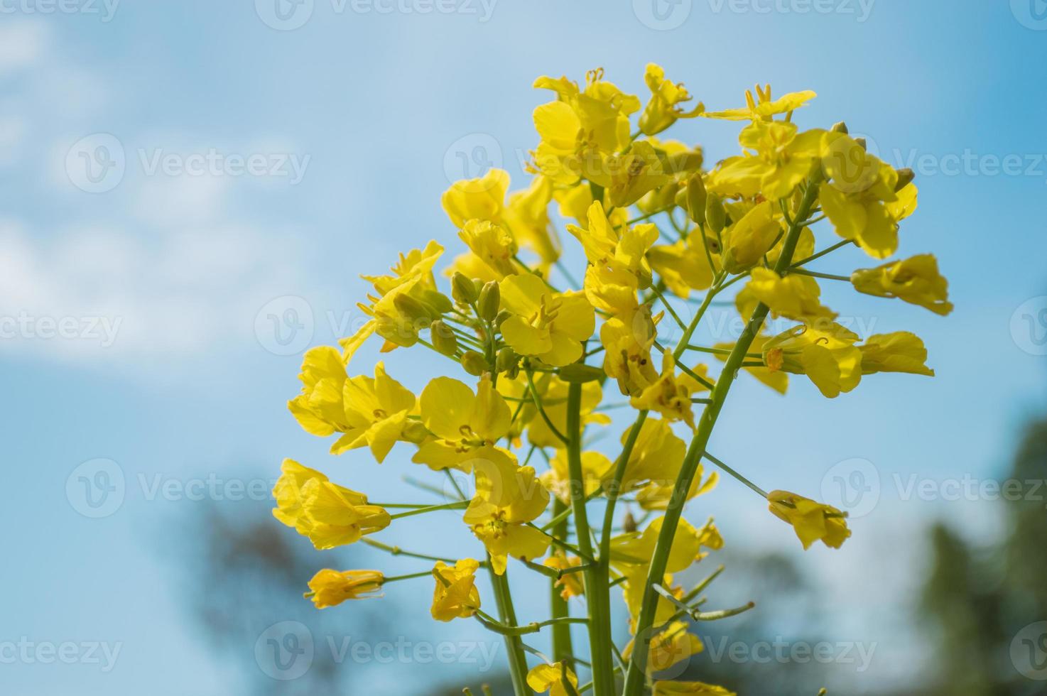 gele koolzaad- of koolzaadbloemen, gekweekt voor de koolzaadolie foto