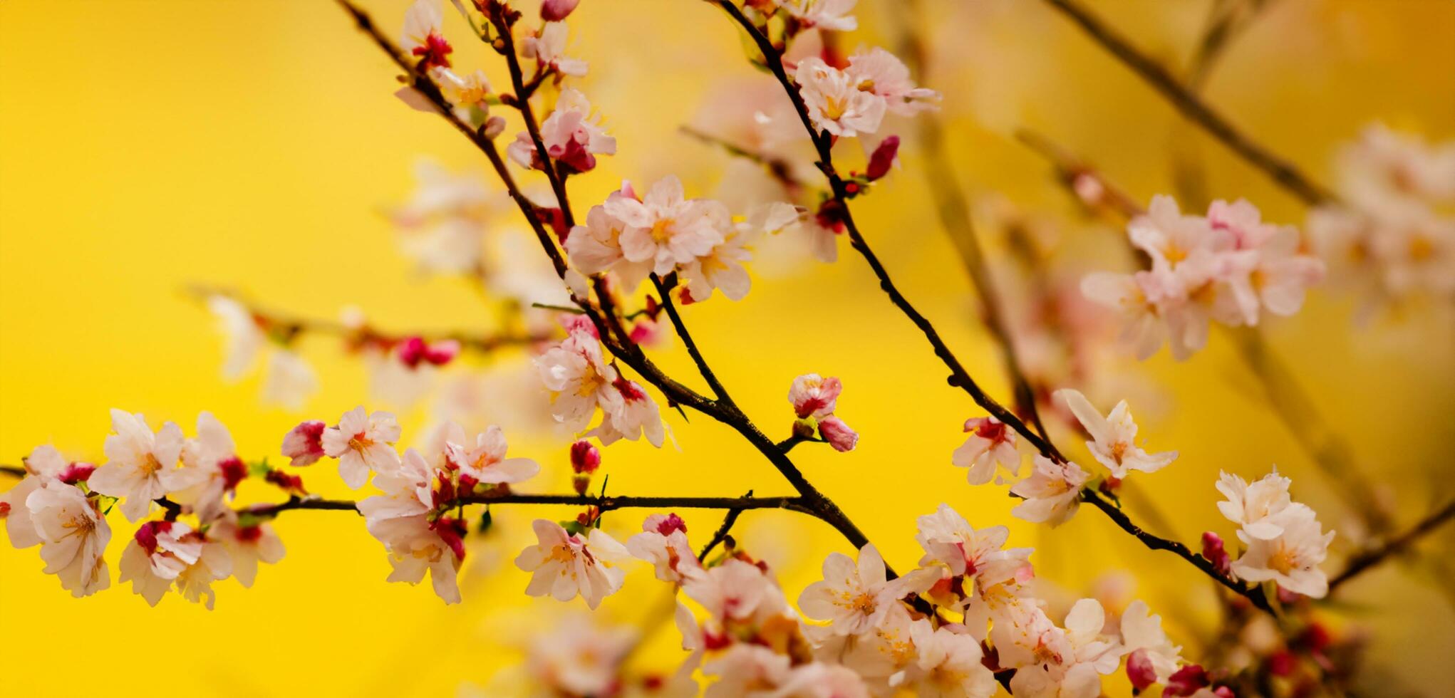 kers bloesems helder gekleurde achtergrond van natuur in Japan foto