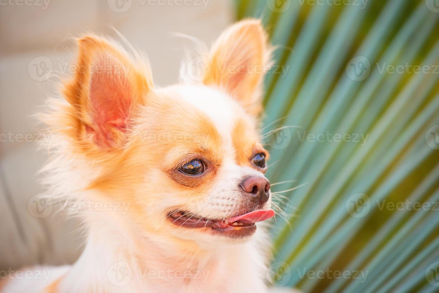 hond levensstijl, langharige chihuahua ontspannen op een rieten stoel met kussen op een zonnige dag. foto