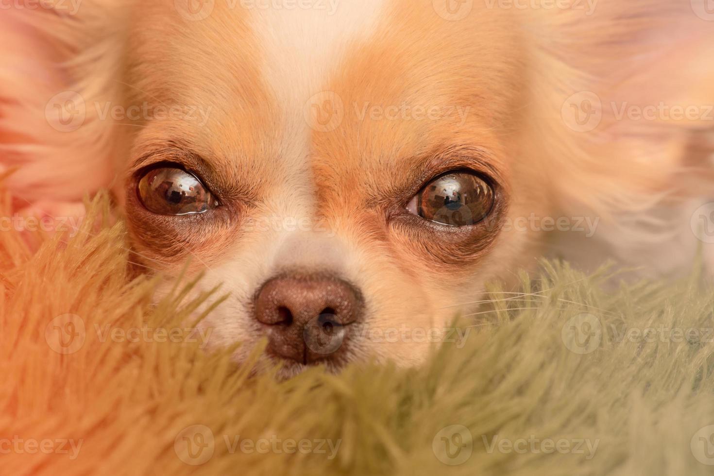 kleine chihuahua. hond van dichtbij. chihuahua honden op een deken. foto