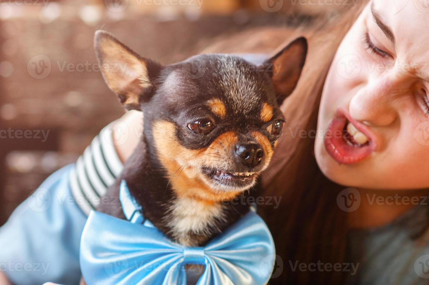 boze chihuahua dog.teenage meisje plaagt haar hond, spelen met haar huisdier. foto